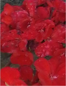 'A dab here, a dab there!'