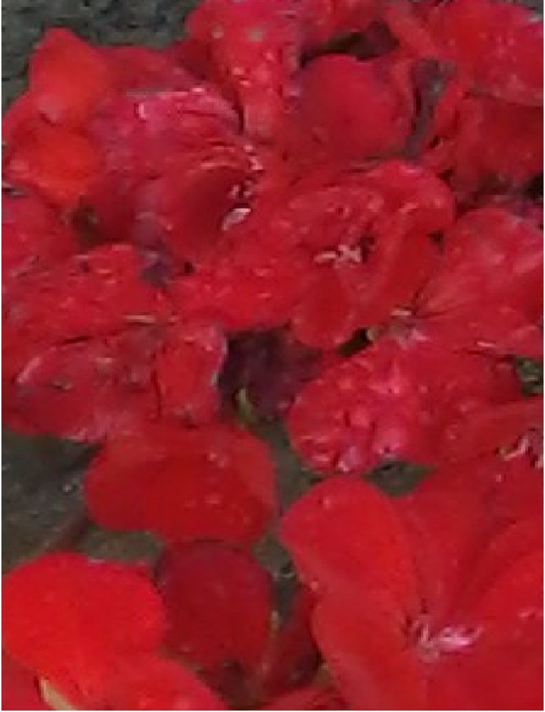 Flowers red white dots texture of painting