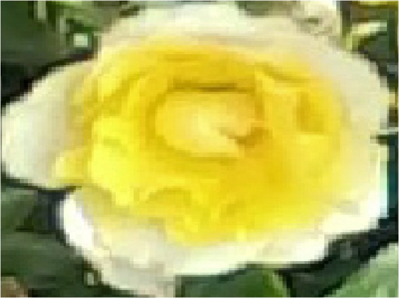 Flower yellow center to white pedals to green background of leaves