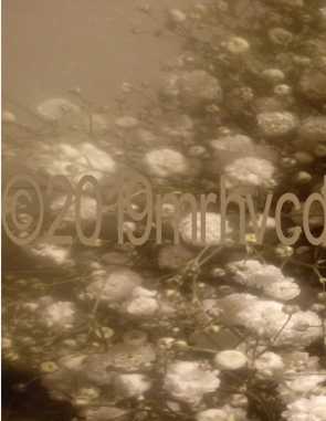 Gypsophila À Maman A-Z