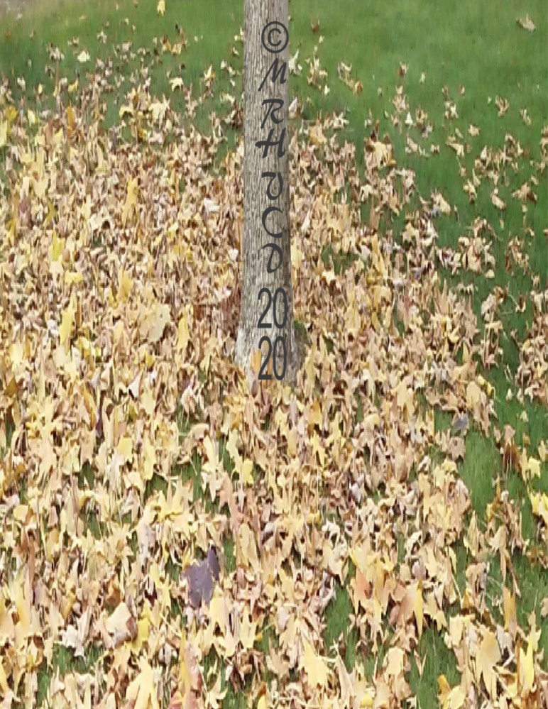 A photo showing the trunk of a tree with initials mrhvcd, surroundedby autumn leaves on grass.